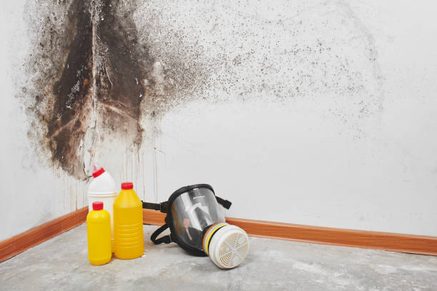 Best Mold Damage Repair  in Csar Chvez, TX