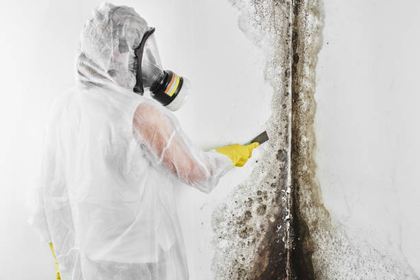 Best Commercial Mold Removal  in Csar Chvez, TX