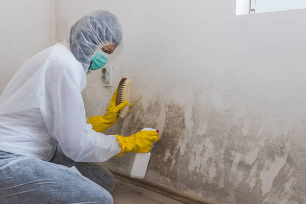 Best Residential Mold Removal  in Csar Chvez, TX