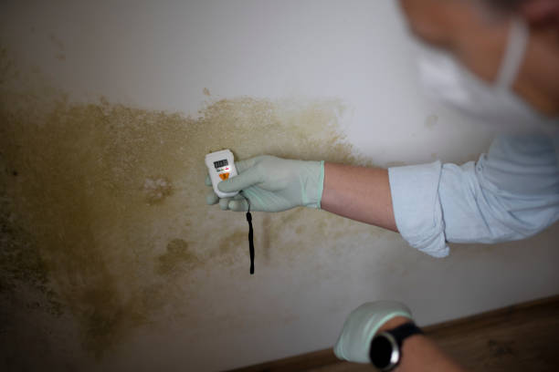 Best Mold Cleaning Services  in Csar Chvez, TX
