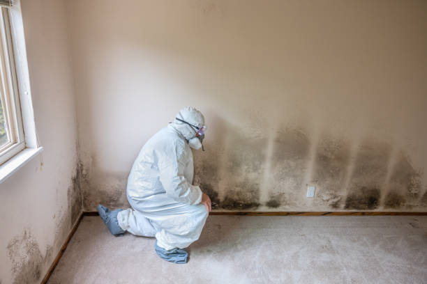 Best Mold Removal Company Near Me  in Csar Chvez, TX