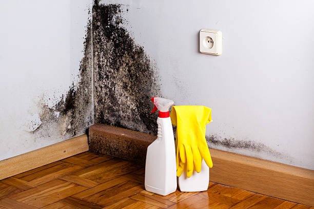 Best Black Mold Removal  in Csar Chvez, TX
