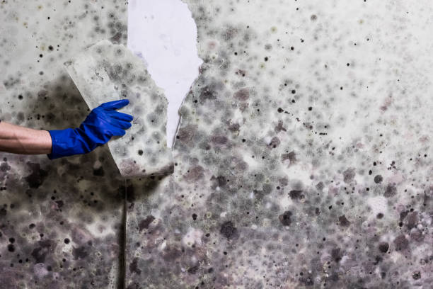 Best Certified Mold Removal  in Csar Chvez, TX